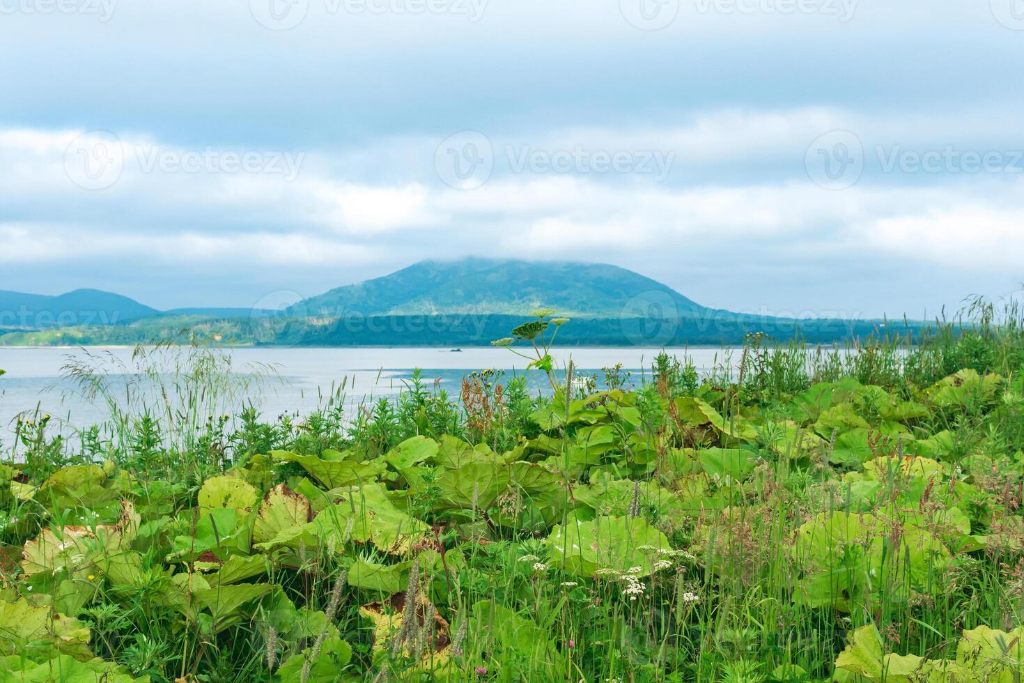 blurred view from a high grassy shore on a sea bay with a volcano on the island of Kunashir, focus on the near plants photo