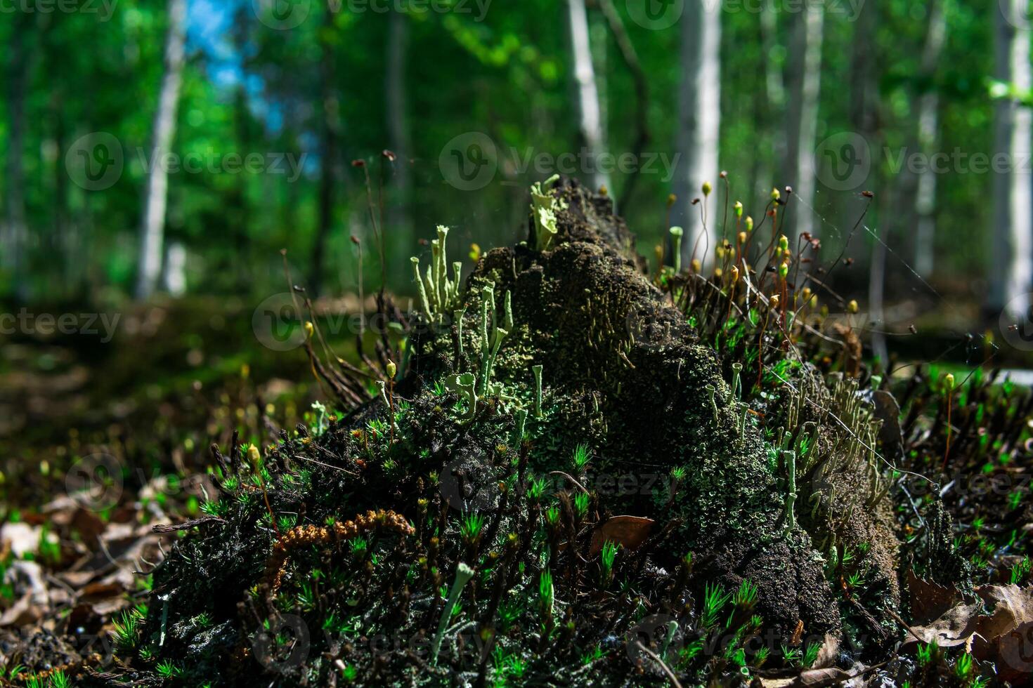 permanece de un podrido tocón en el bosque, cubierto con musgo y liquen foto