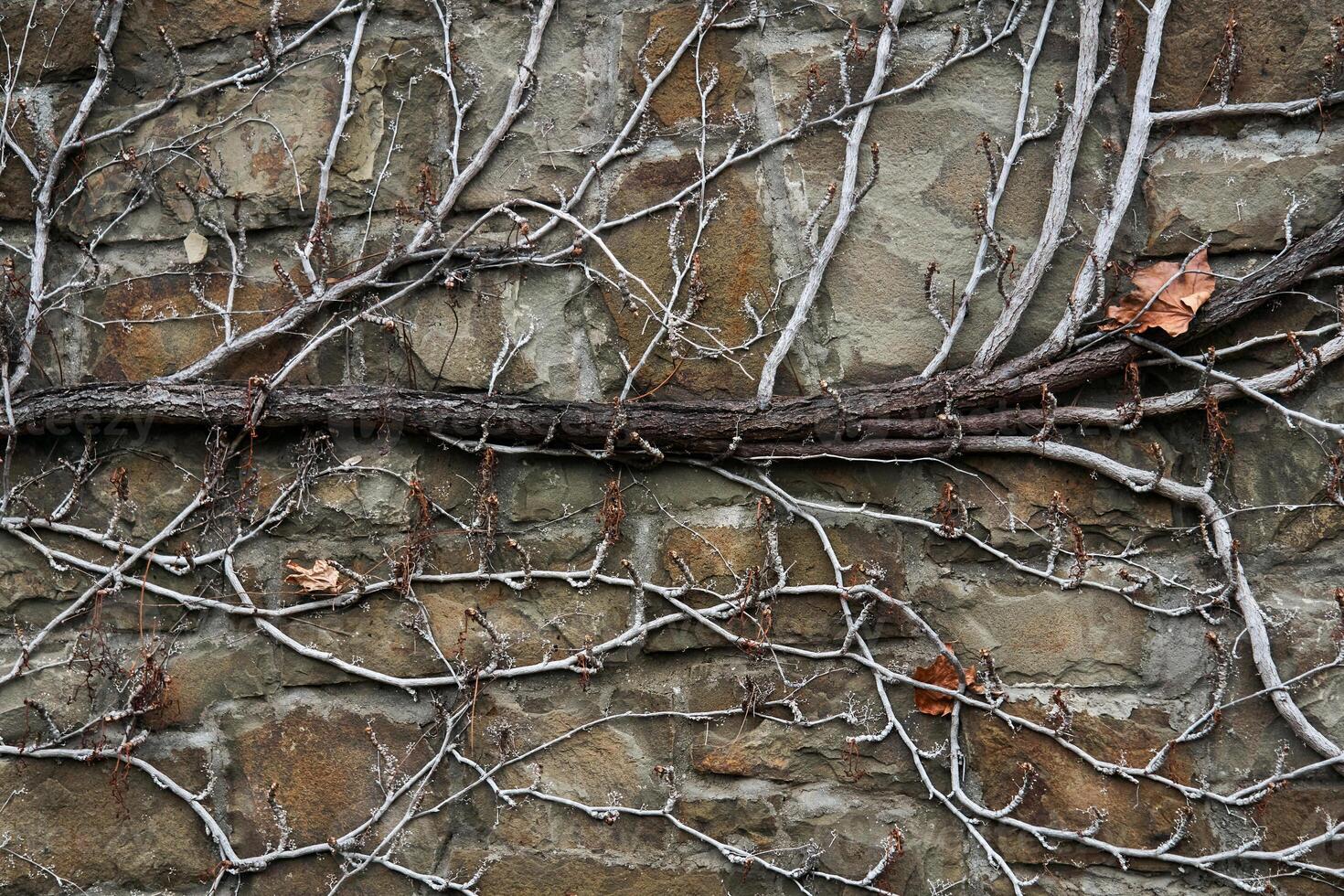 background - a stone wall entwined with dry winter stems of wild vines photo