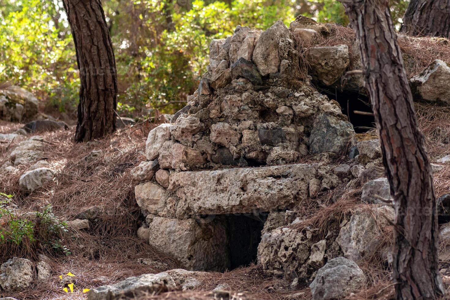 ruins of an antique tomb overgrown with forest photo