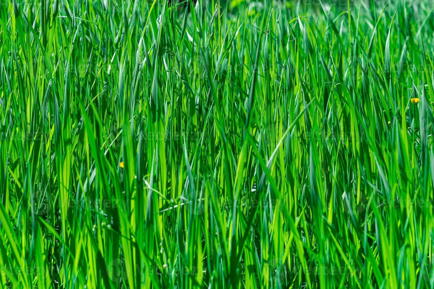 natural background - thickets of green grass sedges illuminated by the sun photo