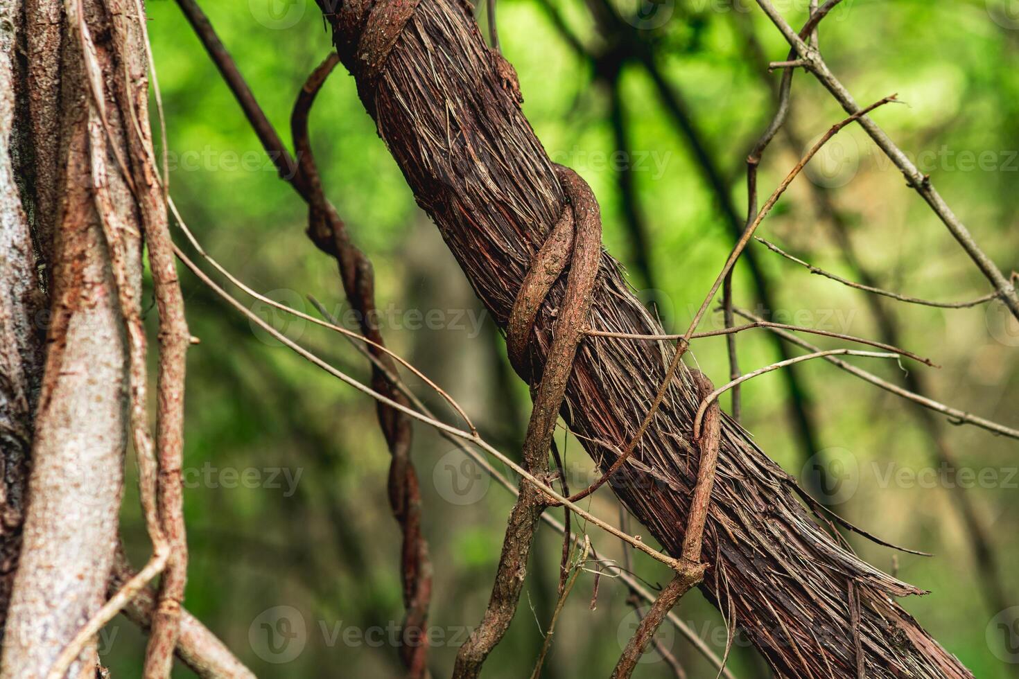 stems of climbing and creeping plants in a subtropical forest close-up photo