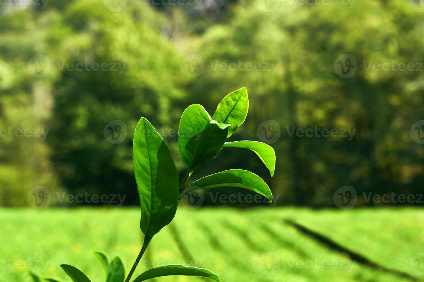 sprig of tea bush with young leaves on blurred background outdoors photo