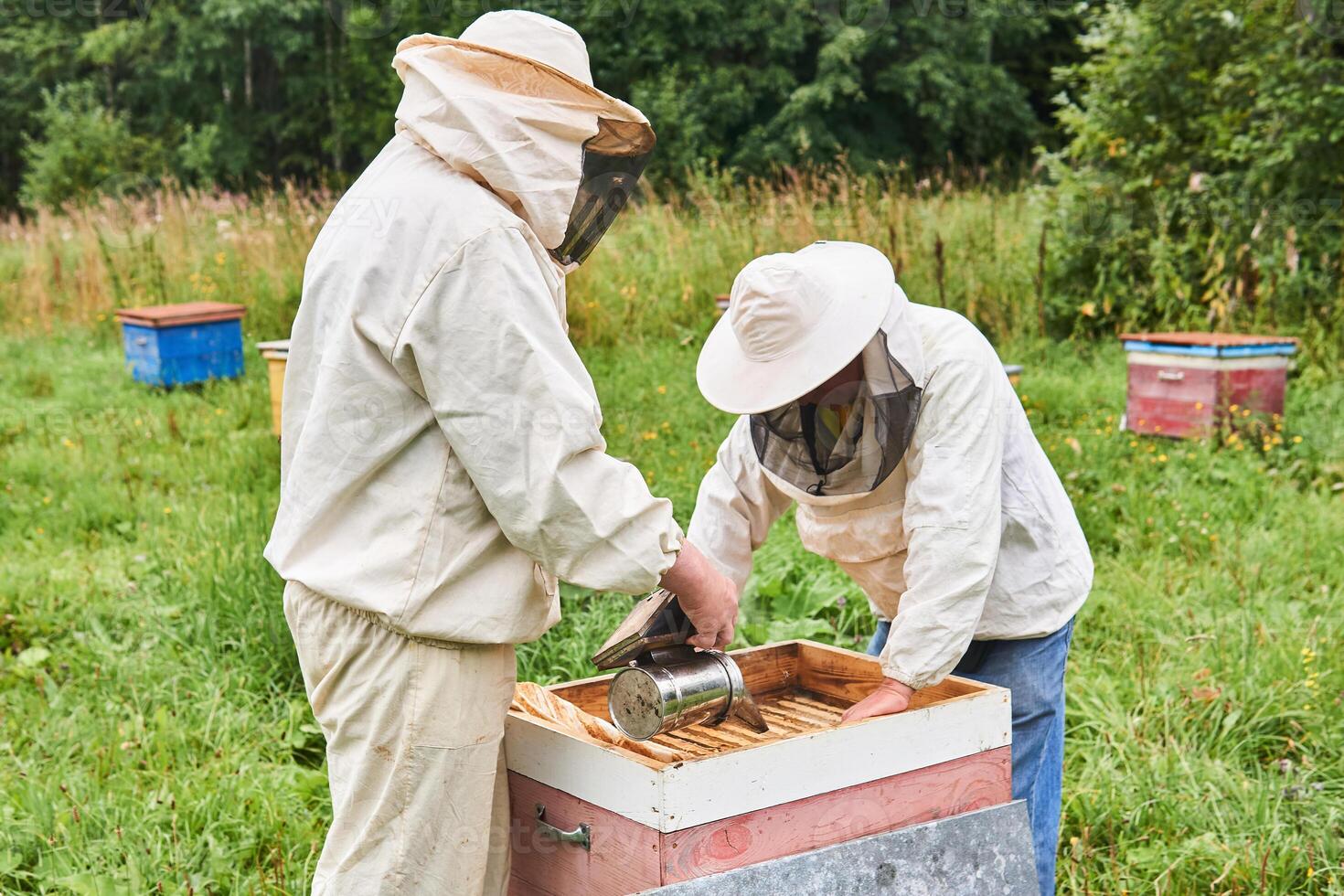 two beekeepers cheking the hive using a smoker and removing the top cover photo