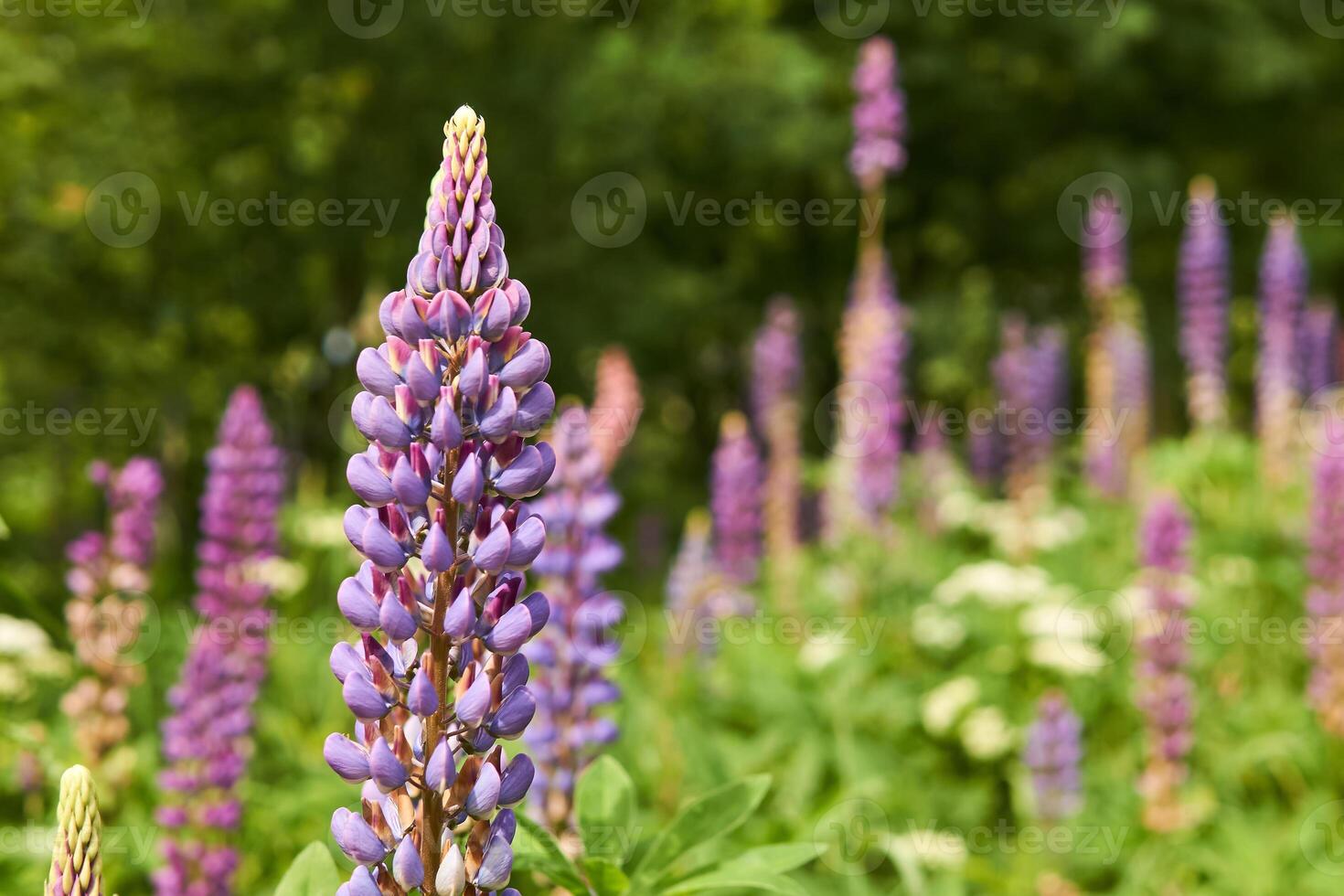 lupine inflorescence on a blurred natural background photo
