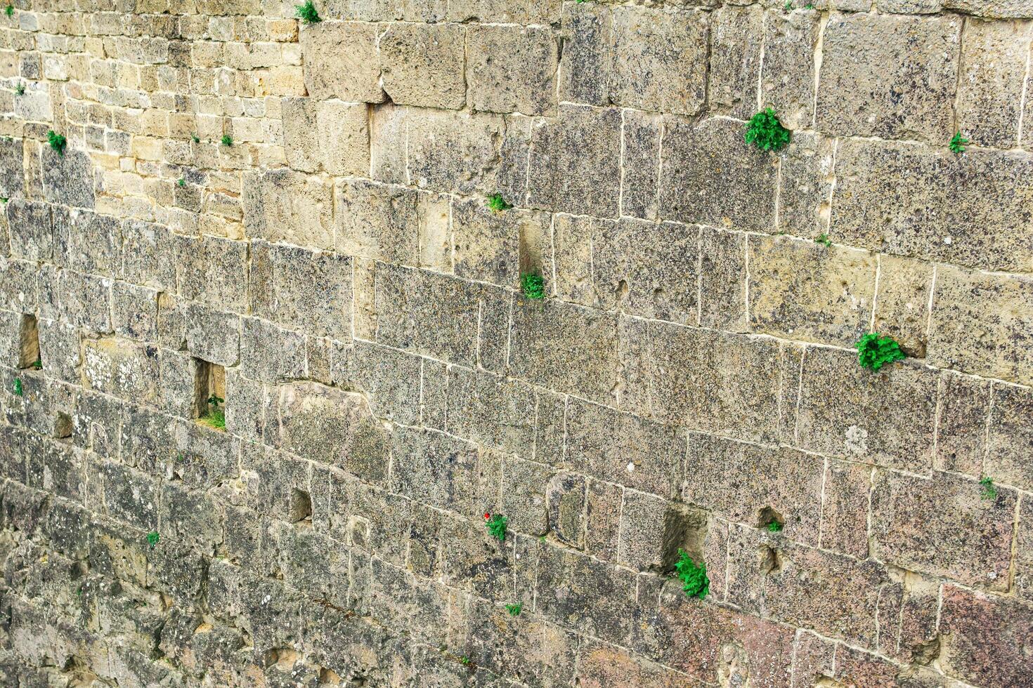 wall of an old castle with grass growing in the cracks of the masonry photo