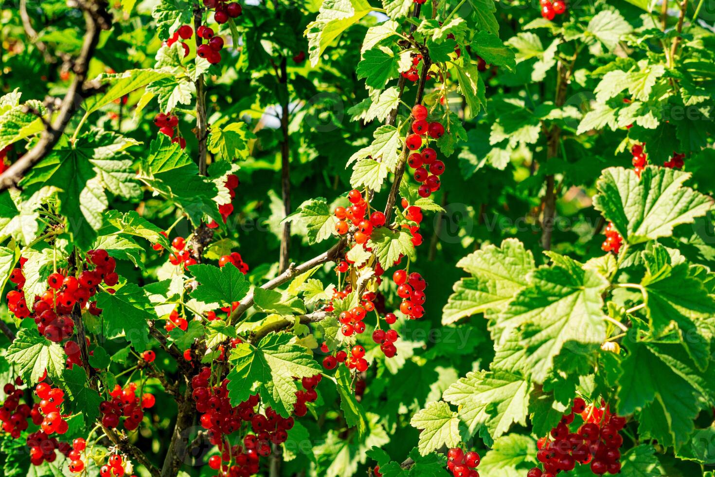 redcurrant berries on a bush on a sunny day photo