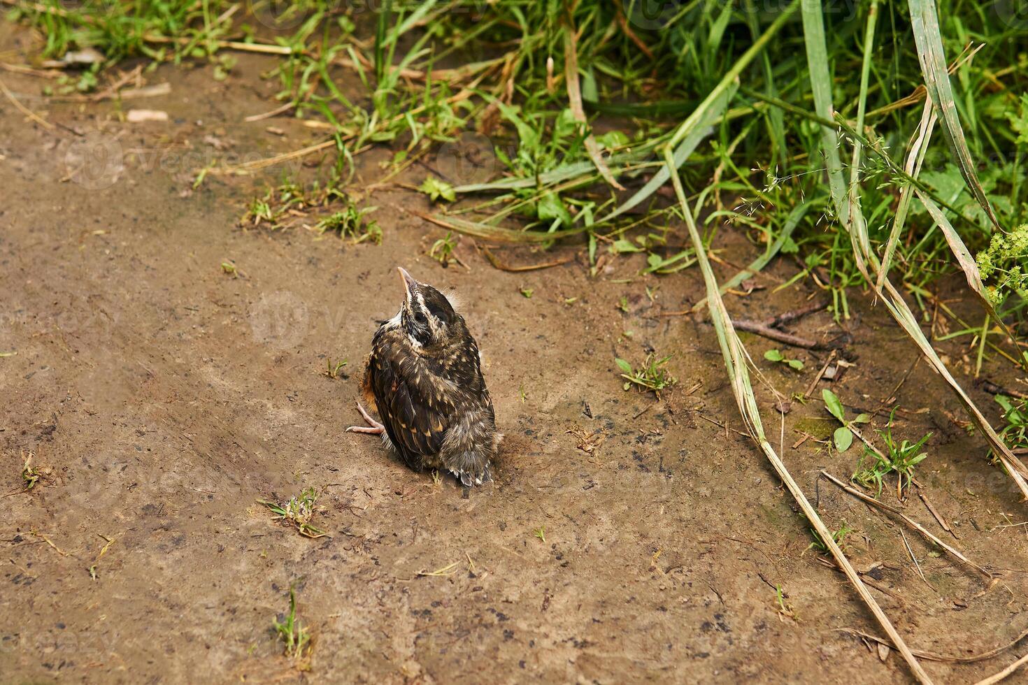 fledgling robin sitting on a path photo