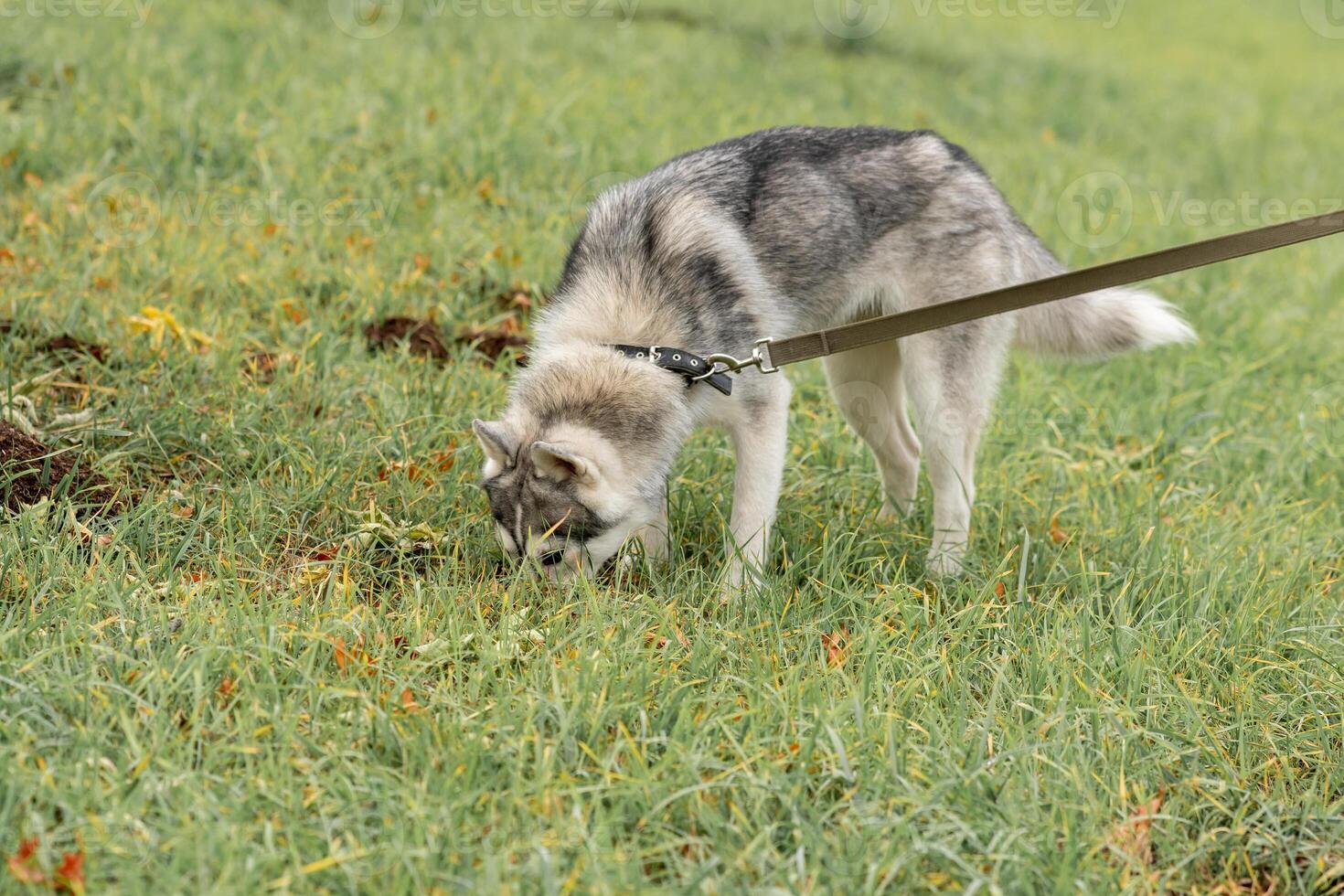 husky dog on a leash digging something on the lawn photo