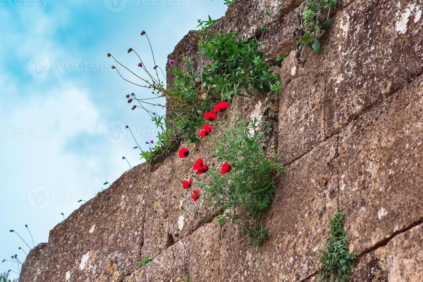 ruins of the walls of the old fortress with poppy and thistle flowers growing in the cracks of the masonry photo