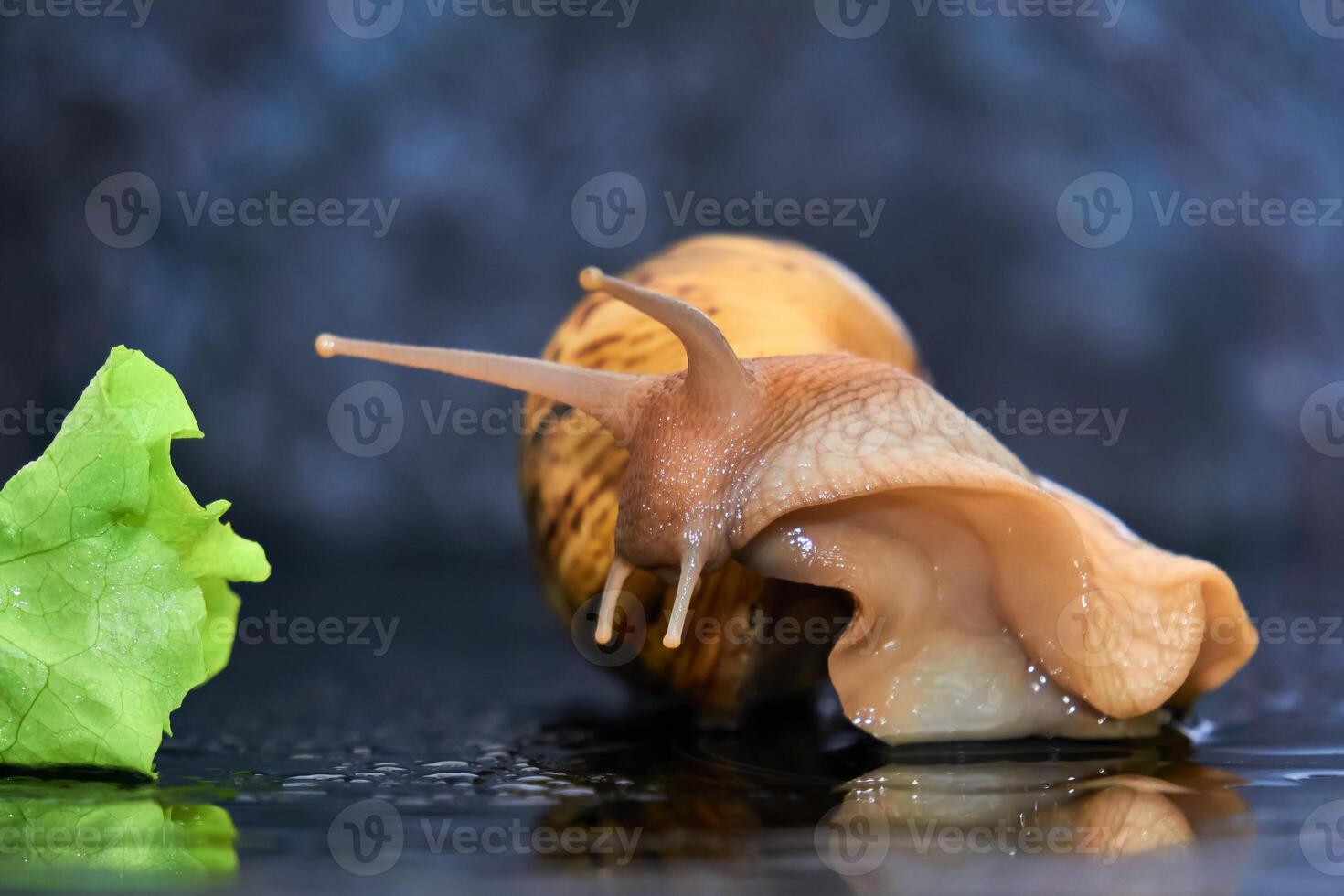 snail reaching for a green leaf of lettuce close-up on a dark background photo