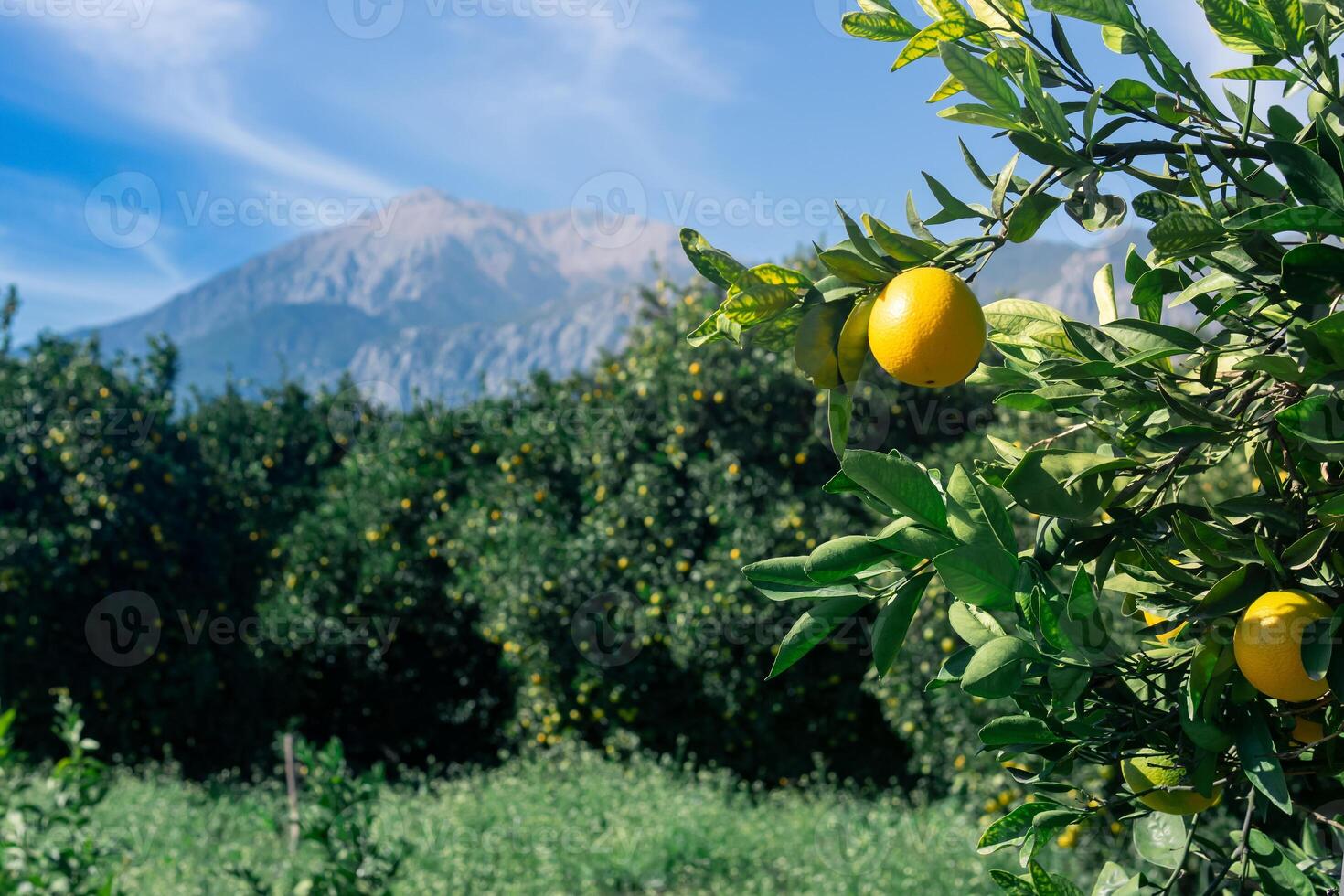 orange plantation in the background of mountains with fruits in the foreground photo