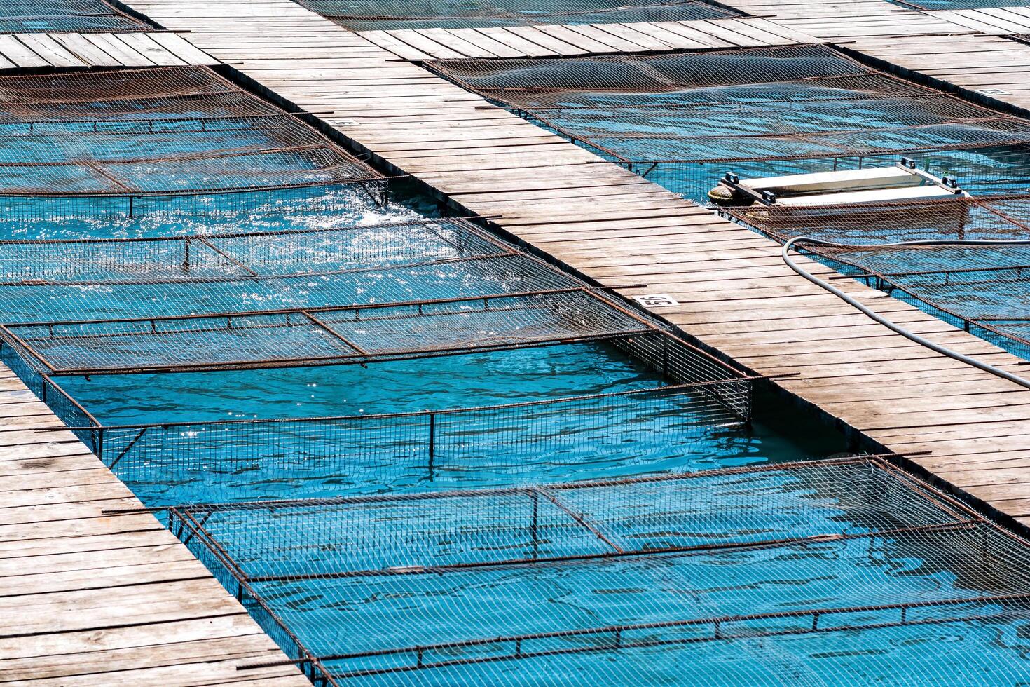 aquaculture installations with fish cages on a fish farm photo