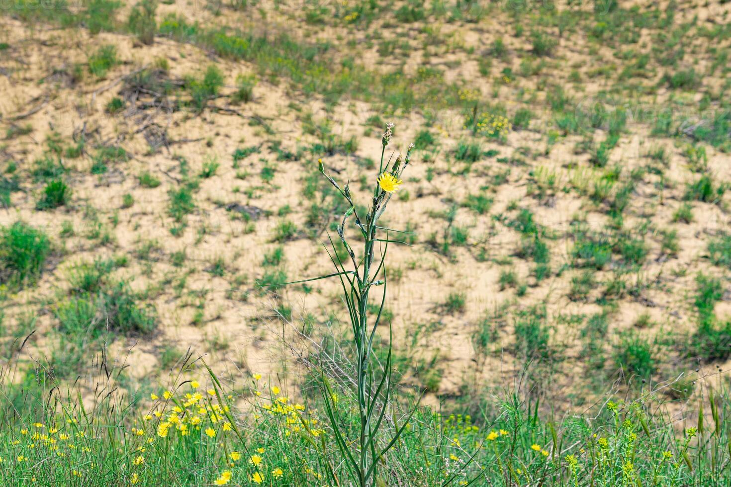 amarillo flor de crepis tectorum de hoja estrecha hawksbeard en floreciente primavera desierto, sarykum arena duna foto