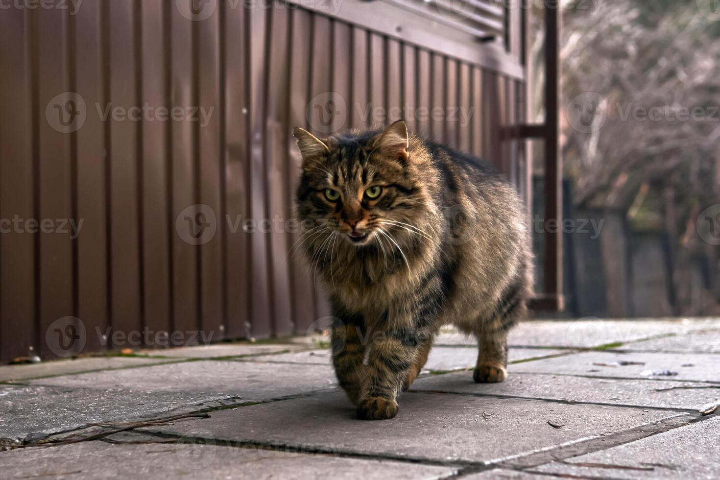 extraviado gato caminando abajo el calle de cerca foto