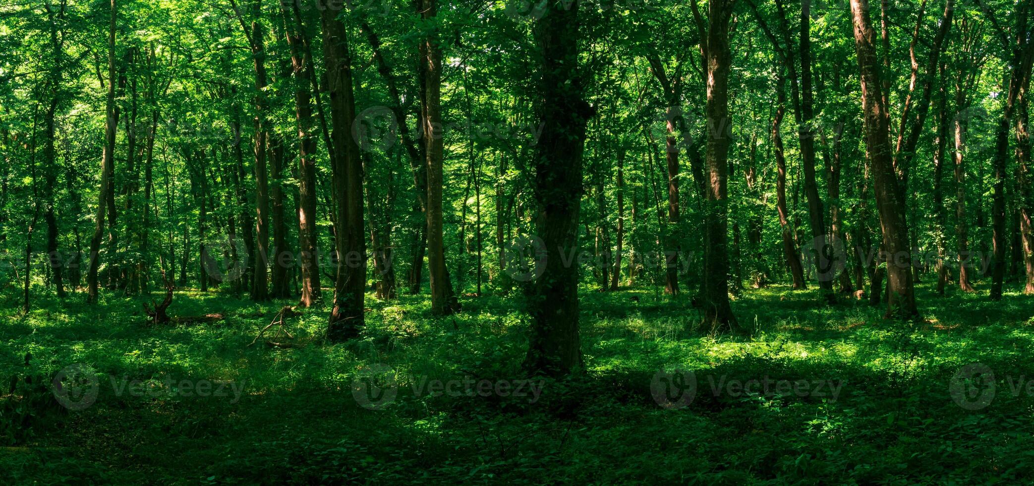 bosque paisaje, sombreado verano carpe arboleda con lozano follaje en un soleado día foto