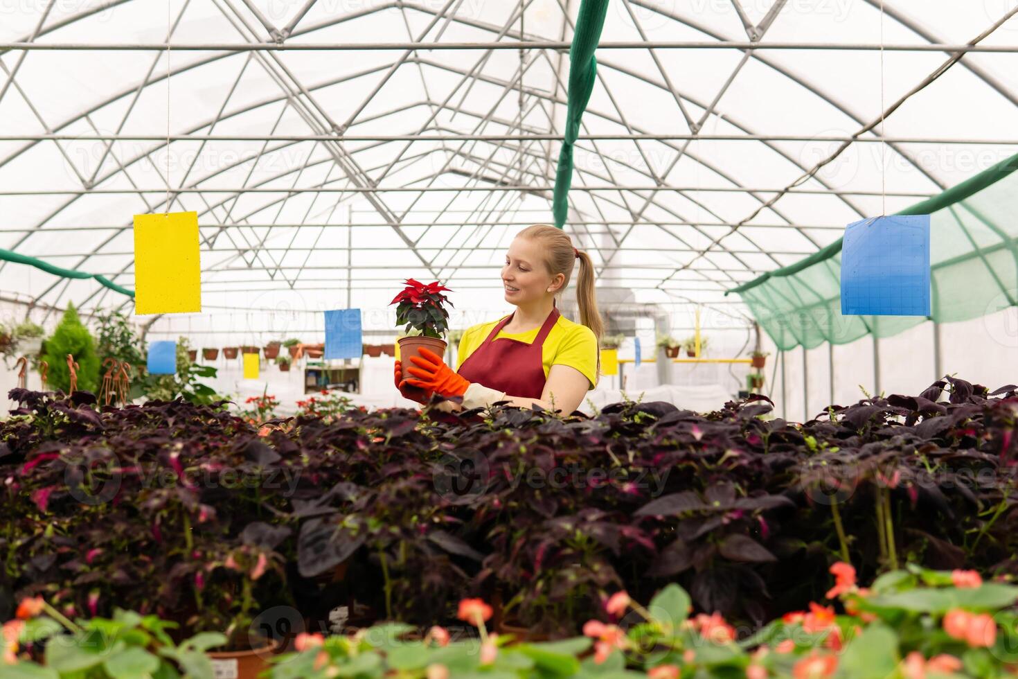 woman florist in a greenhouse with houseplants photo