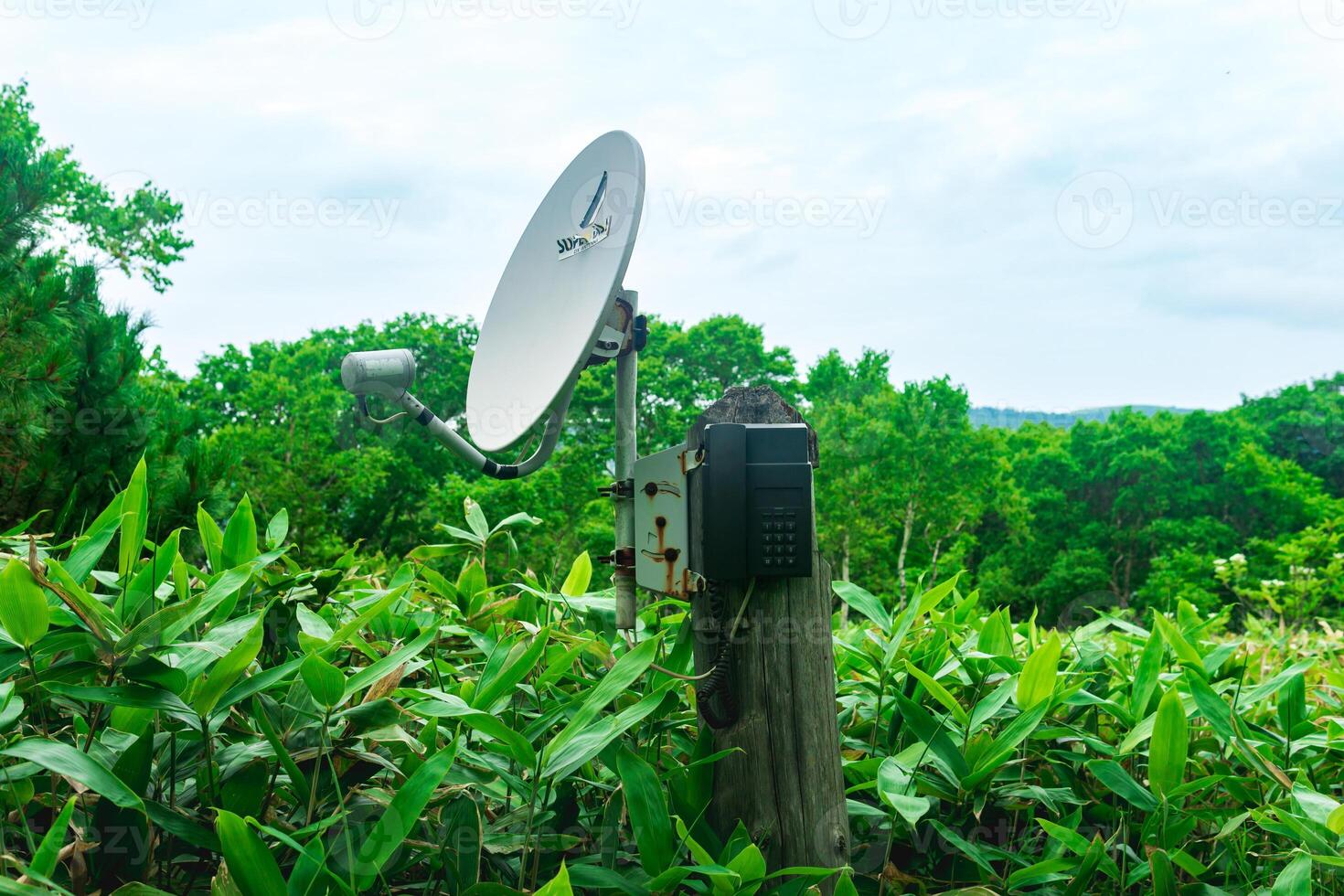 público satélite teléfono para emergencia comunicación entre bambú matorrales en el desierto en el reserva foto