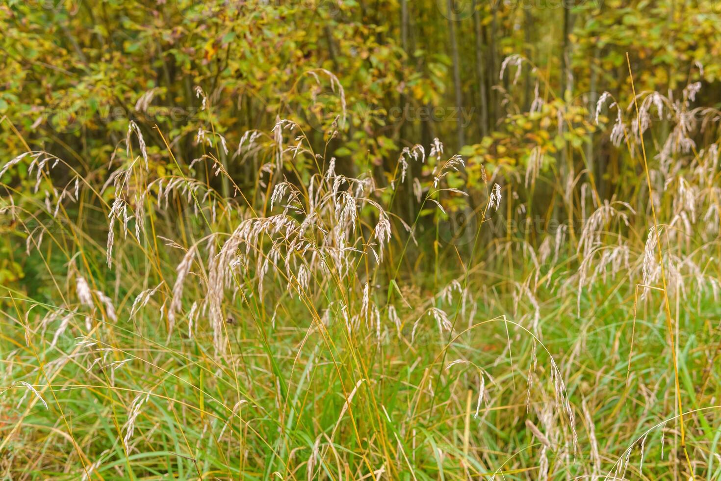 autumn vegetation - dry grass on the background of a yellowing shrubs photo