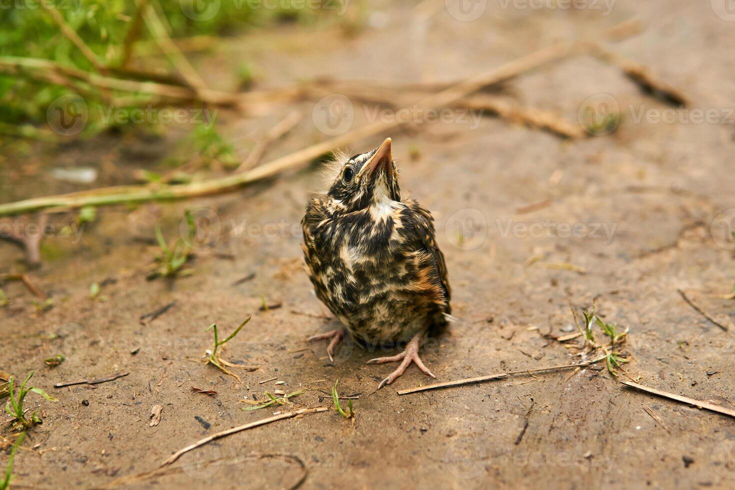 fledgling robin sitting on a path photo