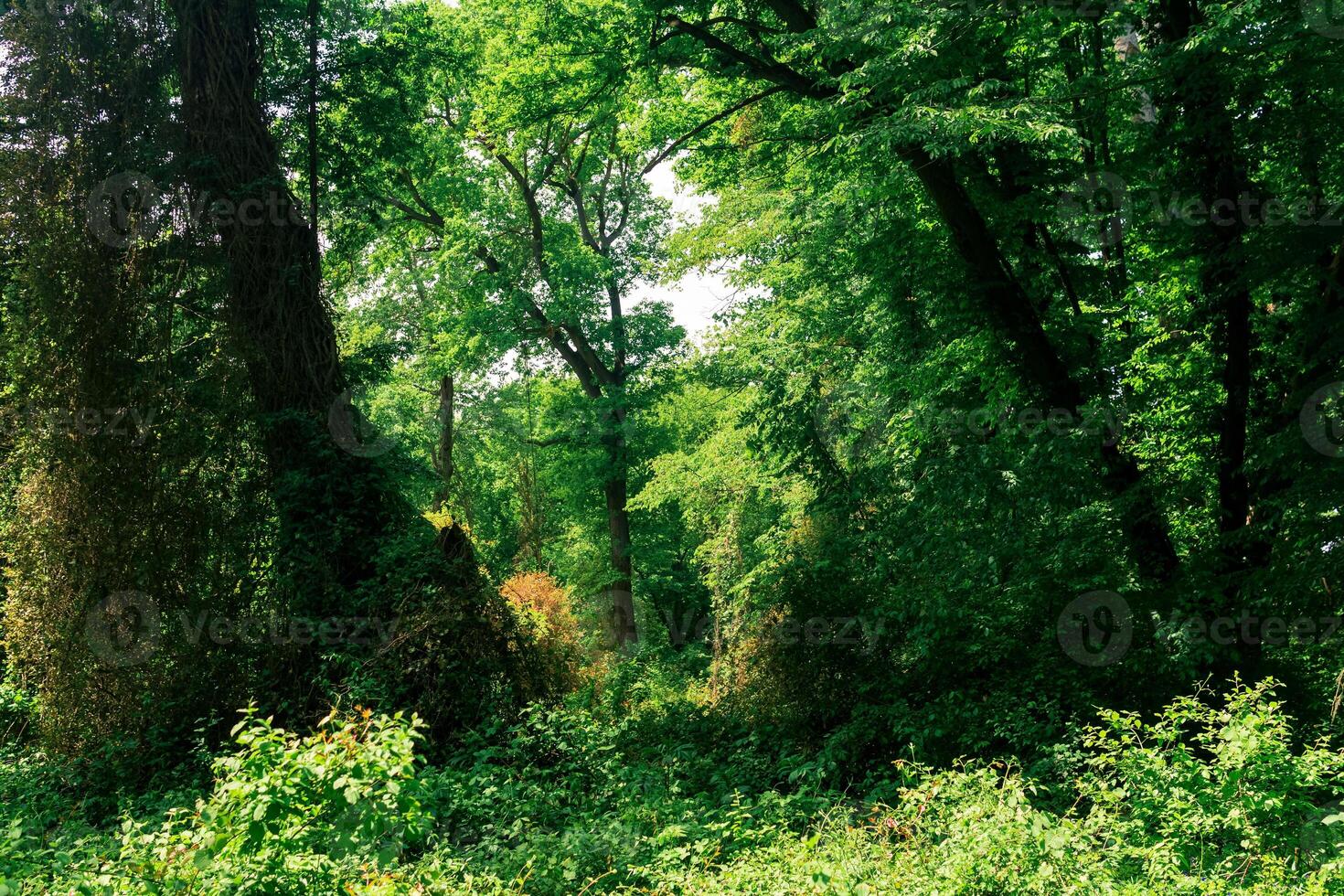 forest landscape, thickets of trees entwined with lianas, in a subtropical deciduous forest photo