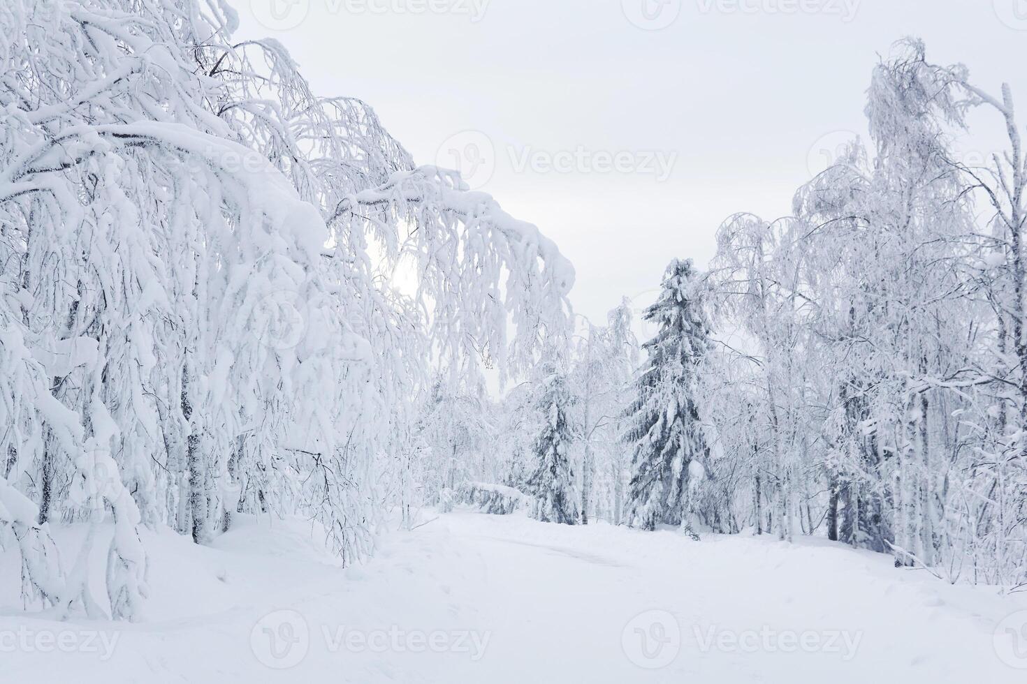 winter snowy road among frozen trees in a frosty landscape photo