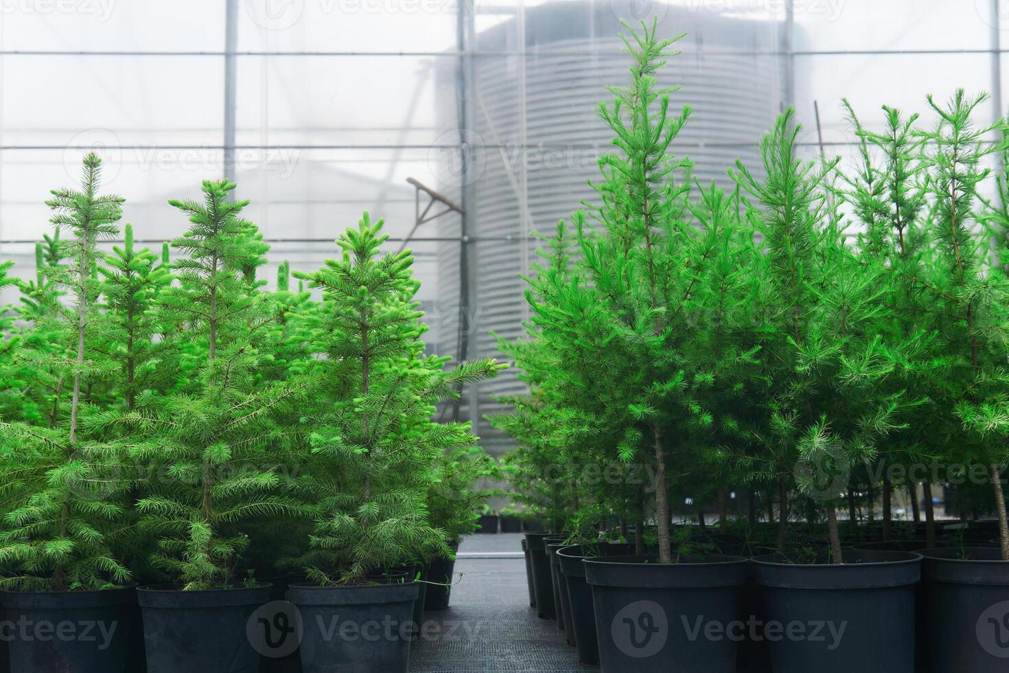 spruce, larch and fir tree seedlings in pots in a tree nursery near the greenhouse photo