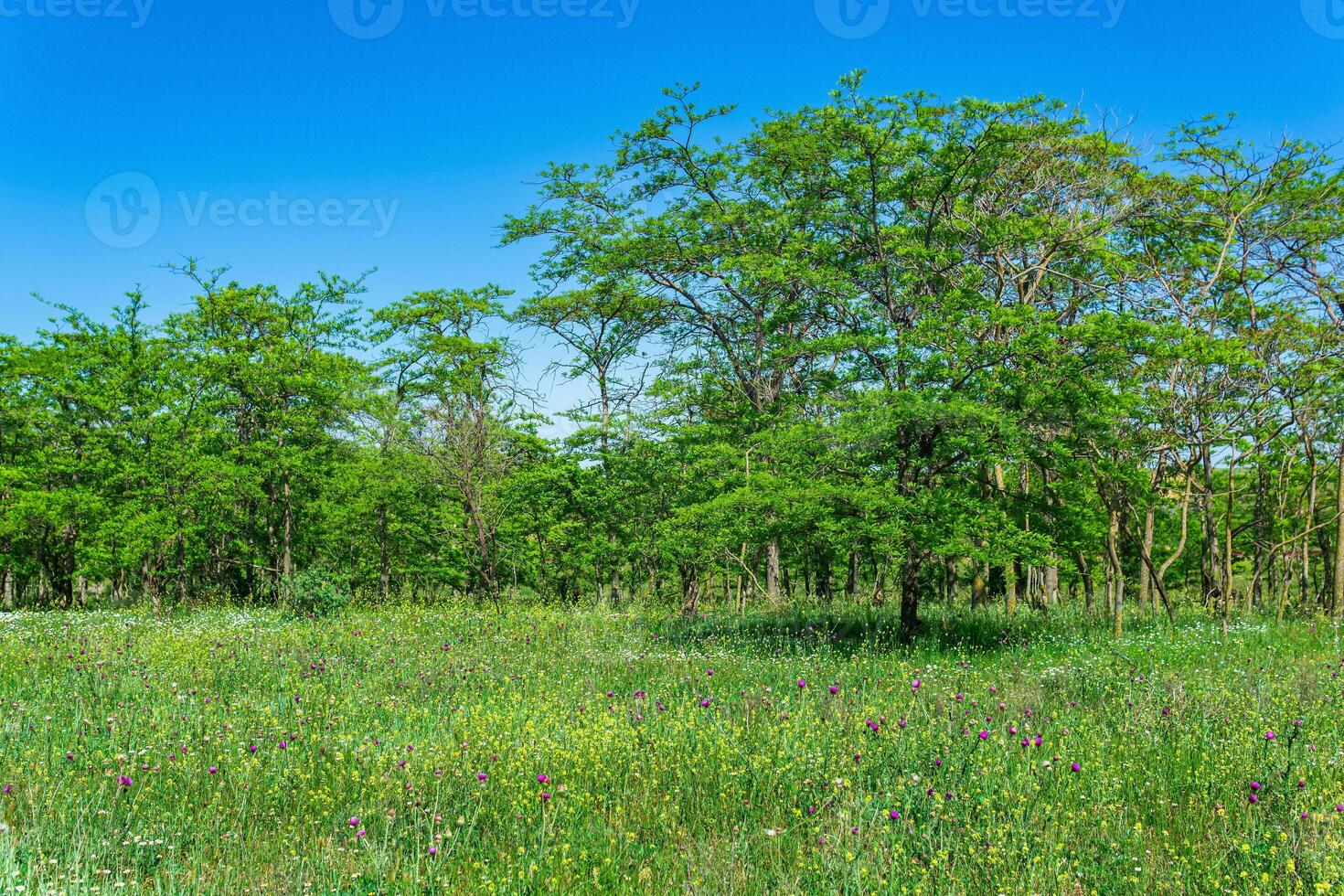 spring sunny open woodland landscape with flowering meadow and deciduous groves photo