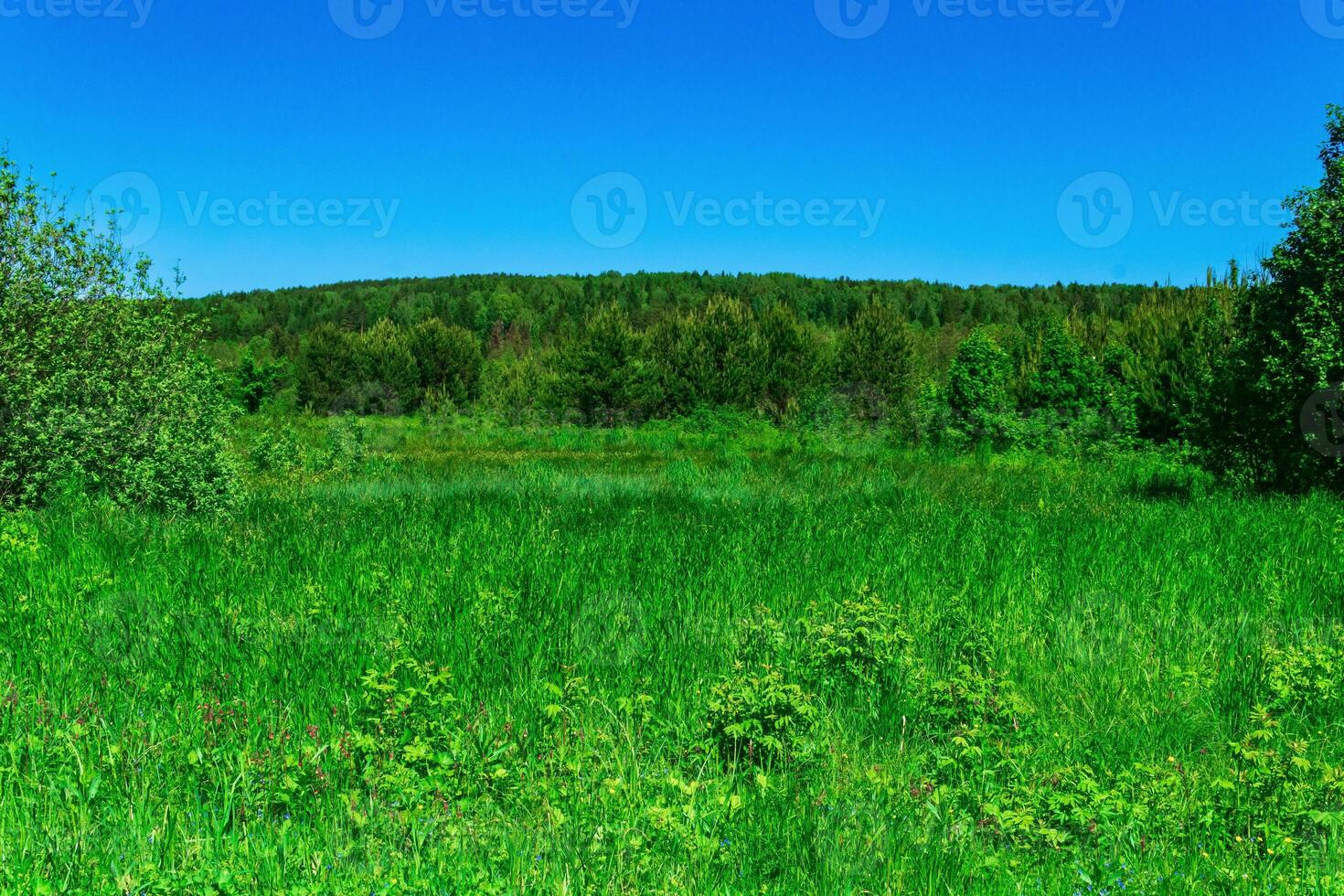 fen meadow with grass tussocks on the edge of the forest photo