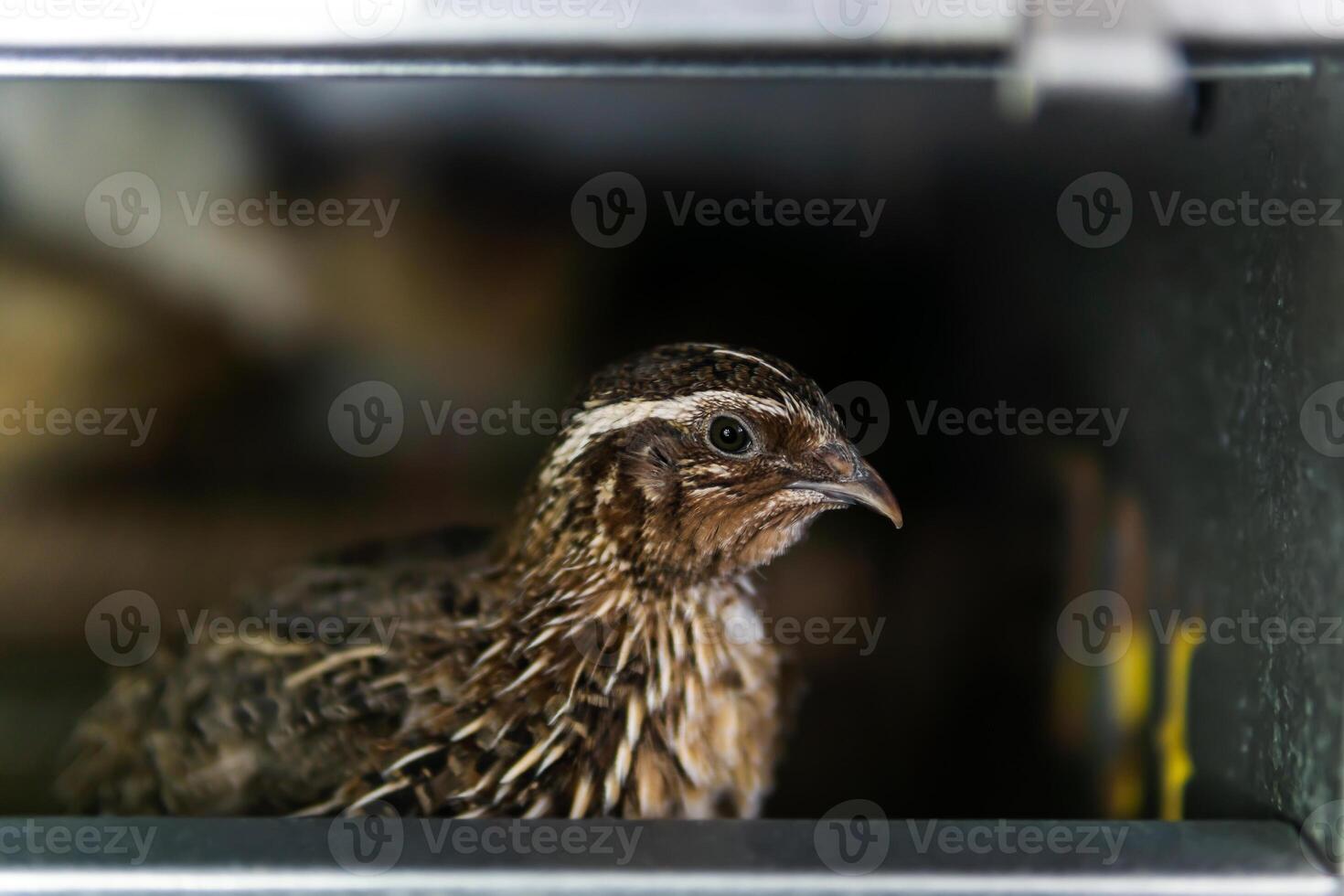 domestic quail kept in a cage in a hen house, close up photo