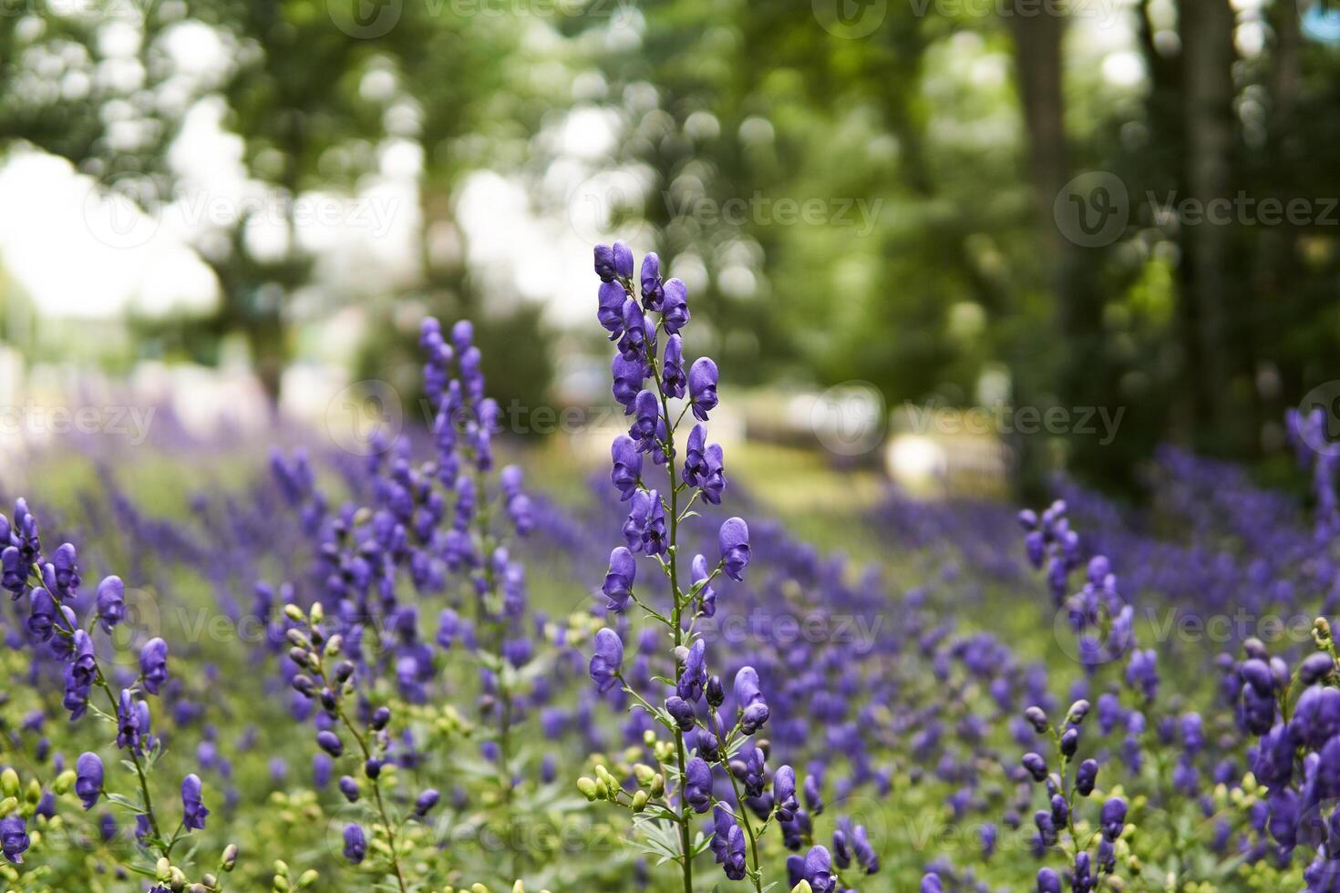 purple aconite inflorescences on blurred background photo