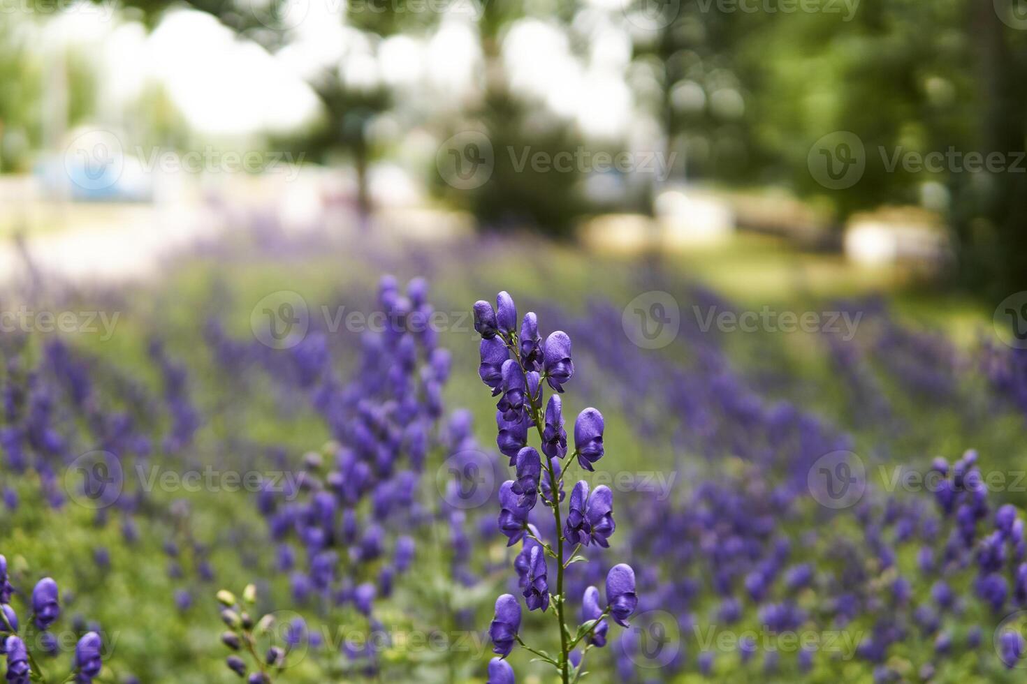 blue aconite inflorescence on blurred park background photo