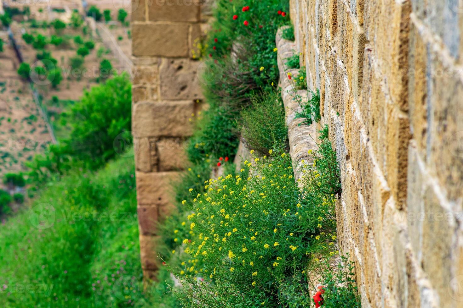 wall of an old castle with grass and flowers growing in the cracks of the masonry photo