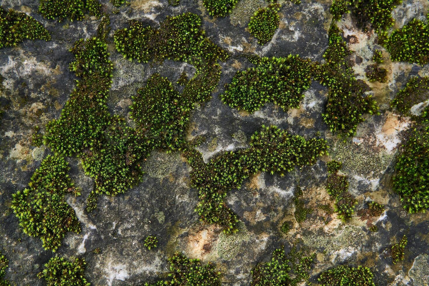background, texture - green moss on the surface of the rock photo