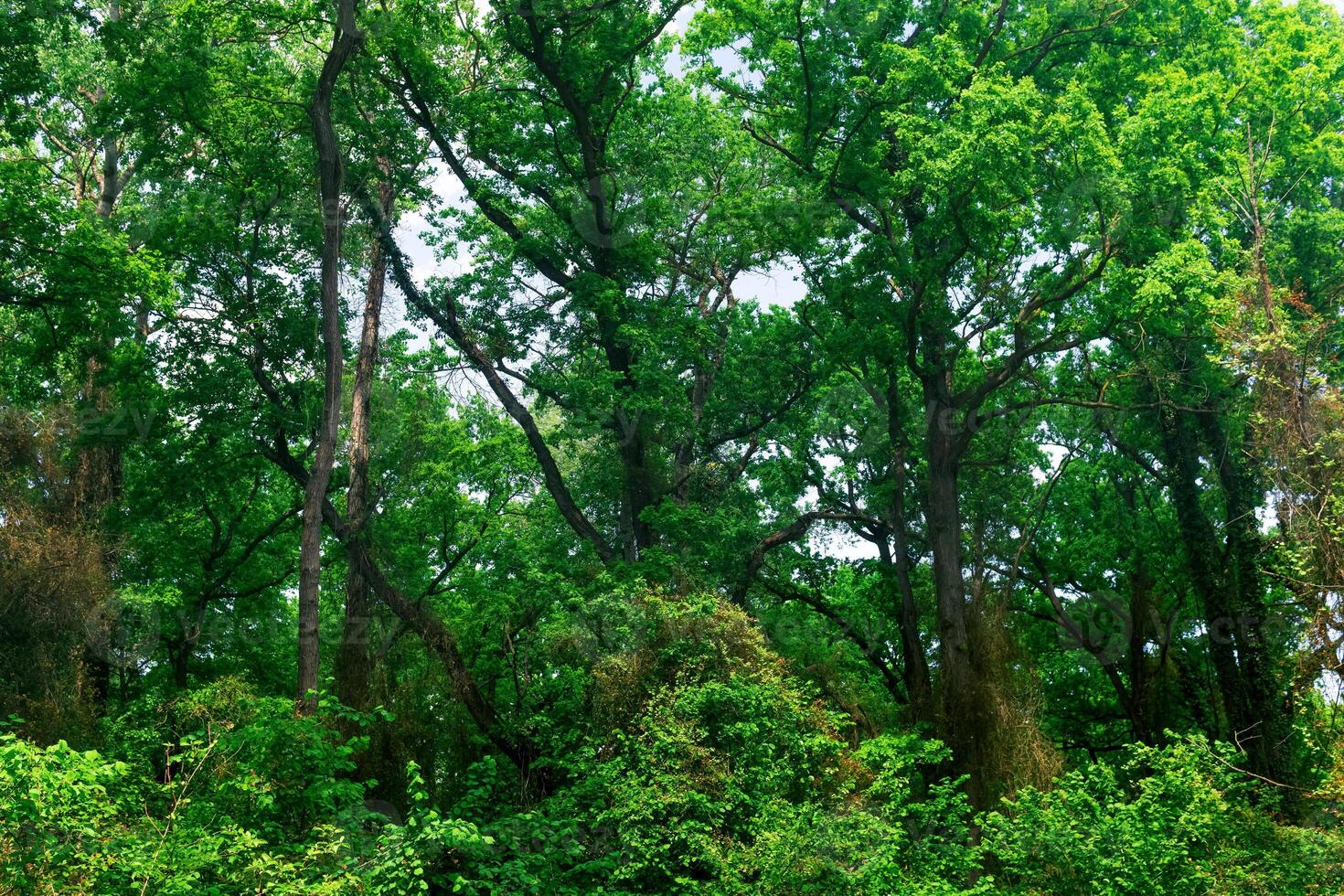 crowns and trunks of tall trees in a subtropical broadleaf liana forest photo