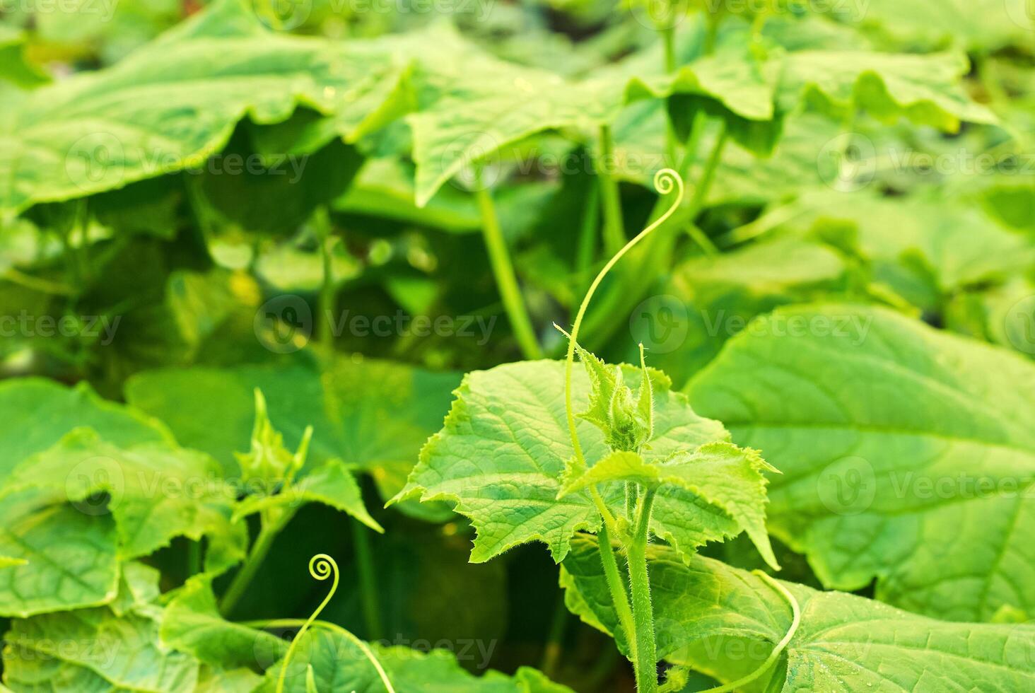 young cucumber vine with spirally twisted tendrils photo