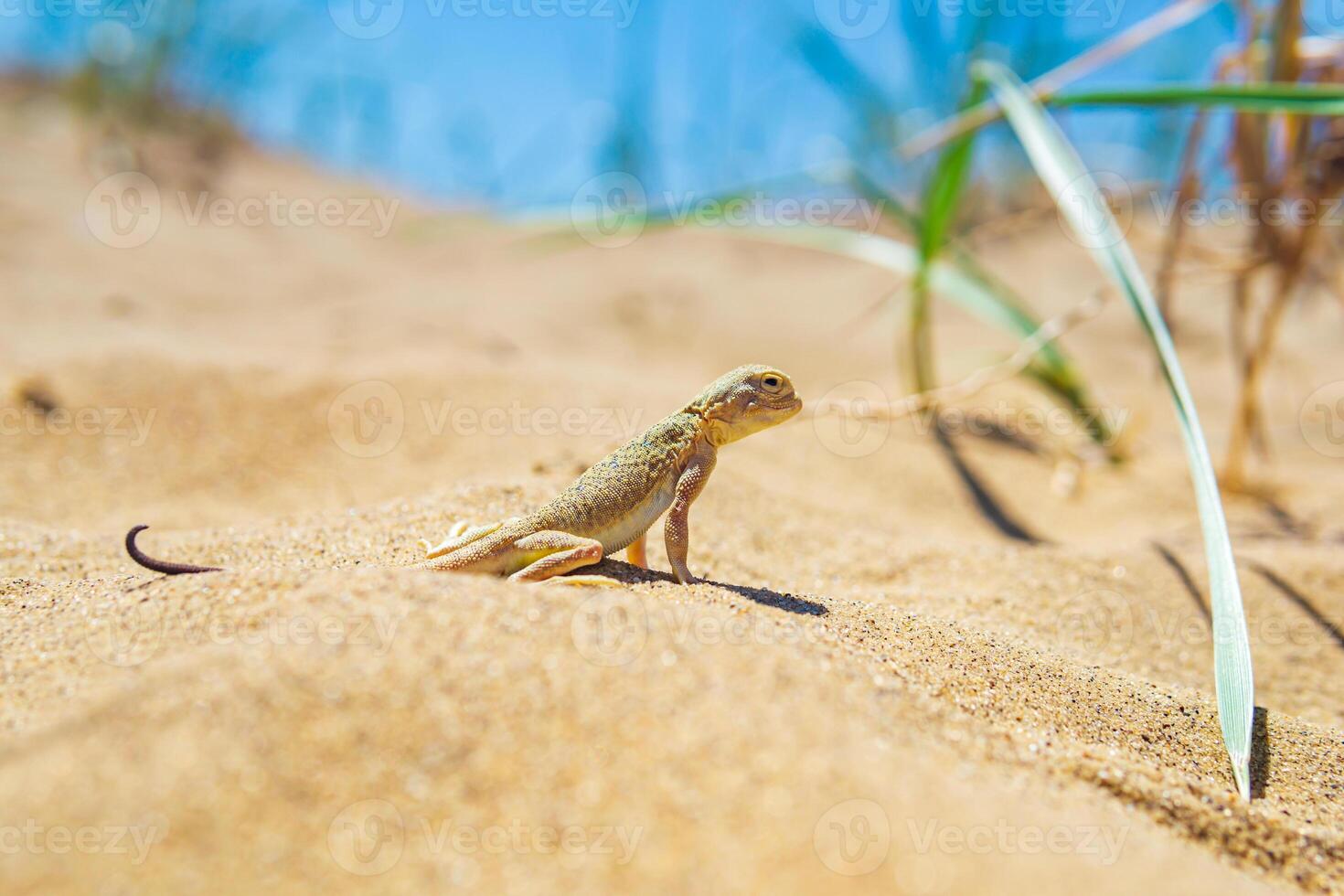 lizard toad-headed agama among the dry grass in the dunes photo