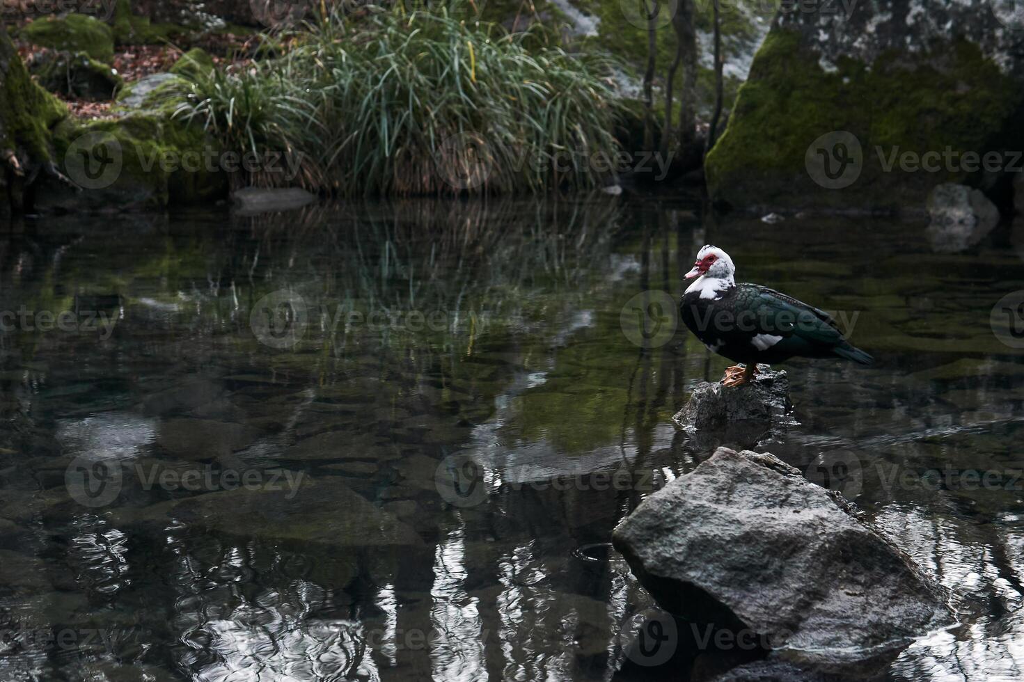 solitario Moscovia Pato soportes en un Roca en el medio de un otoño estanque en un paisaje parque foto