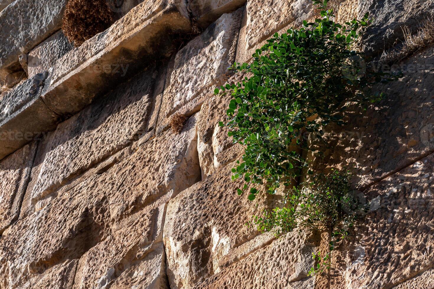 vegetation on the ruins of the amphitheater walls in the ancient city of Myra, Turkey photo