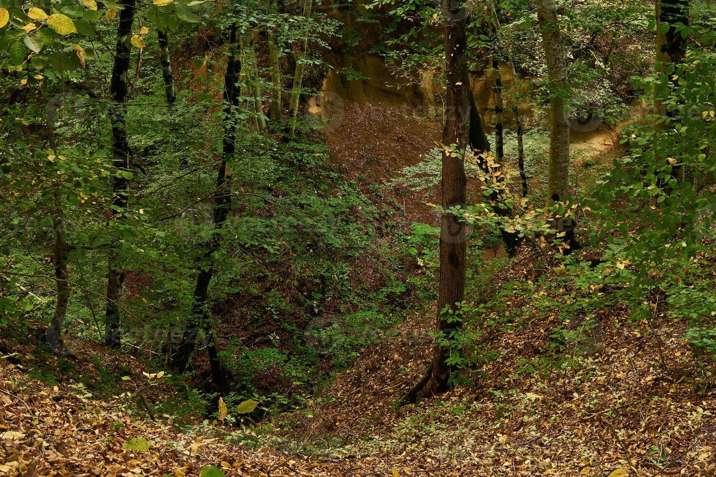 karst ravine in the autumn deciduous forest photo