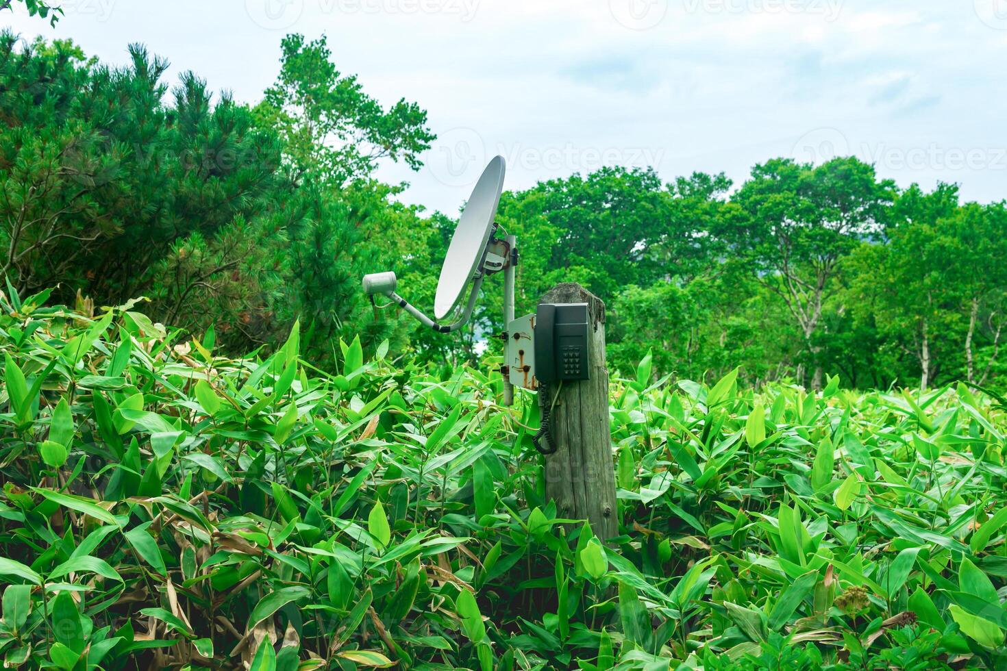 public satellite phone for emergency communication among bamboo thickets in the wilderness in the reserve photo