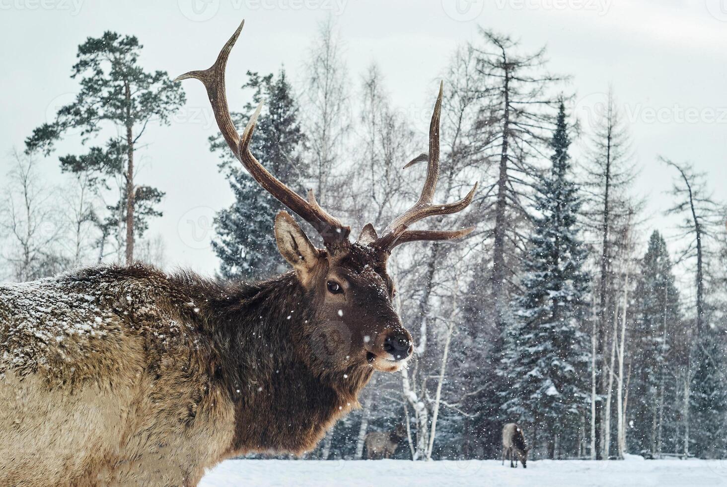 maral masculino en un invierno bosque claro en medio de su manada foto