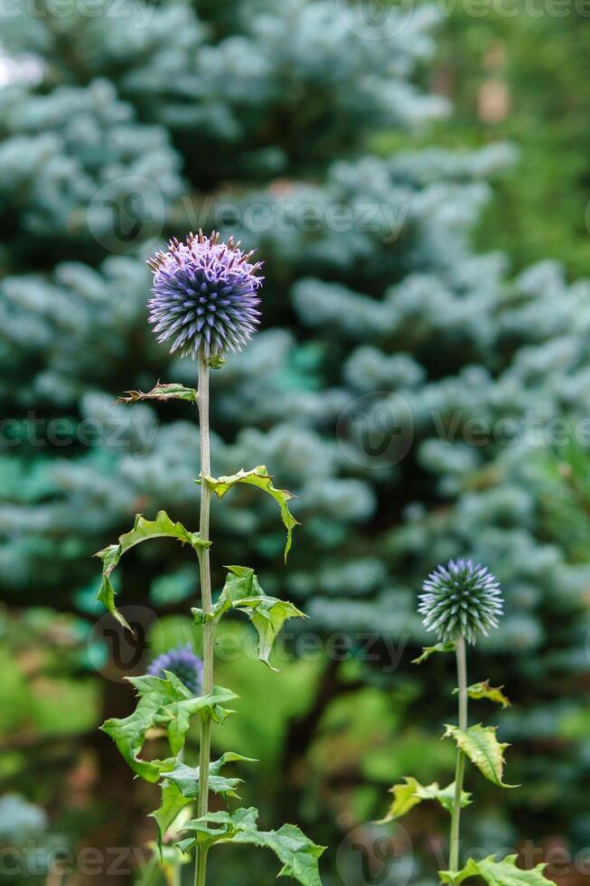 globe thistle flowers on blurry background photo