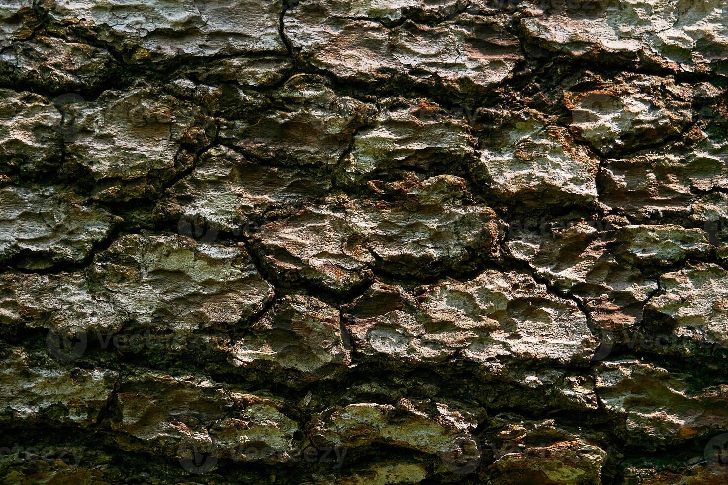 ladrar textura de antiguo árbol cerca arriba foto