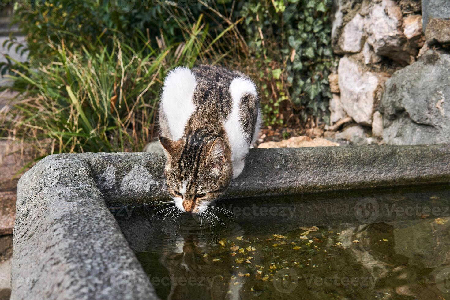 stray cat drinks from a stone pool in an old park photo