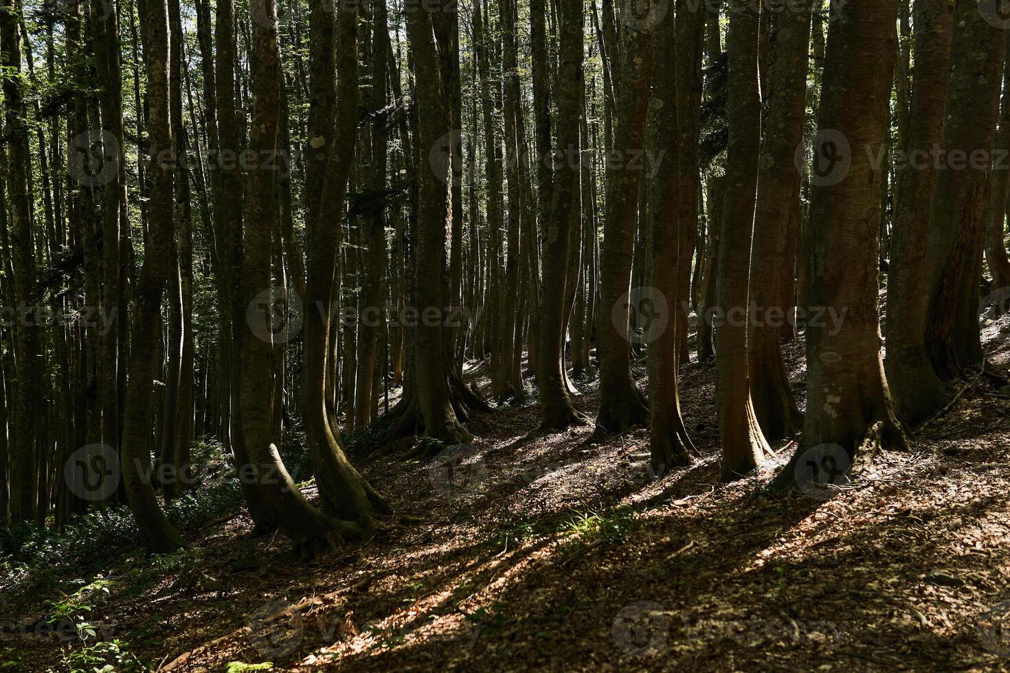 mountainous beech forest with twisted trunks photo