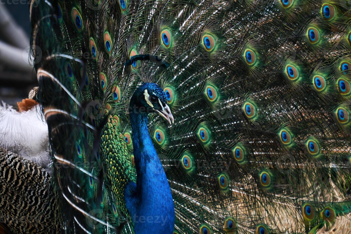 portrait of a peacock on the background of his own tail photo