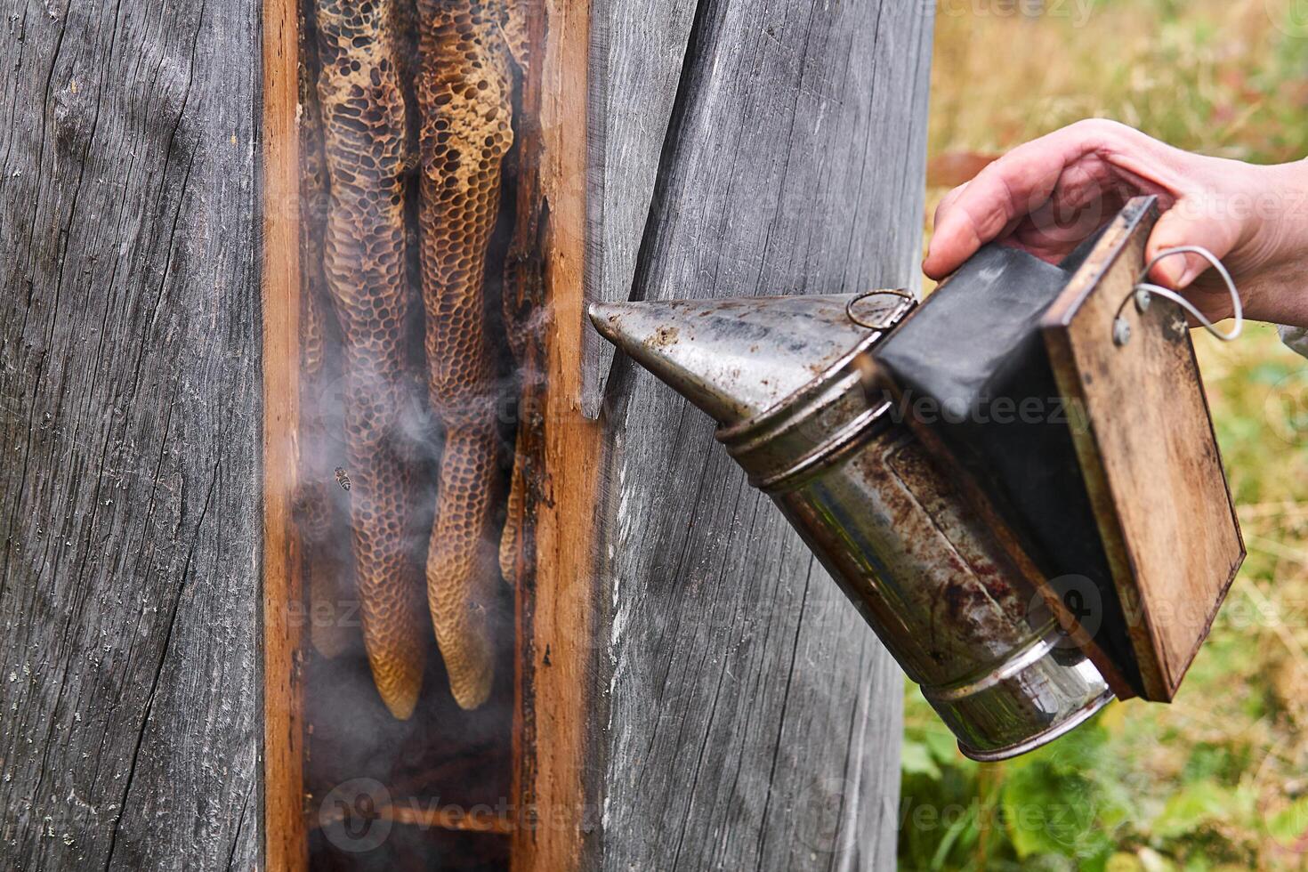 beekeeper works with a hive of a traditional shape - bee gum - using a smoker photo