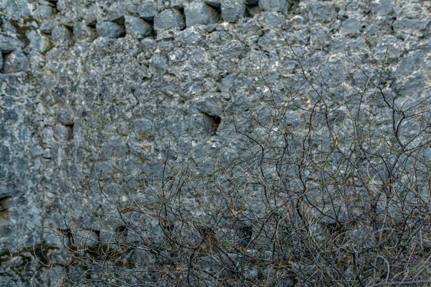 spring buds on dry bush branches against the background of the fortress wall in the ruins of the castle photo