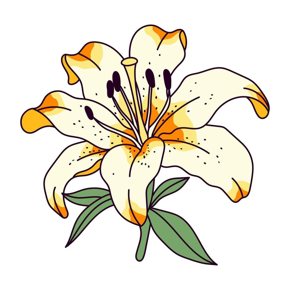 Lilies illustrations isolated vector
